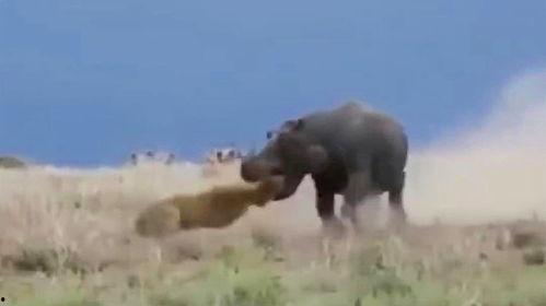 百兽现场吃瓜,现场吃瓜，揭秘动物界的八卦风云