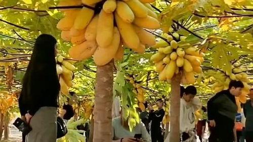 双江网红,揭秘网络红人的崛起与影响力