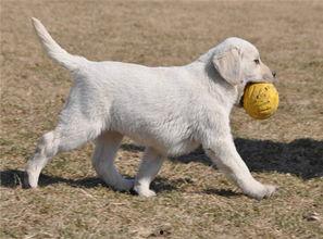 拉布拉多每日大赛,犬界精英的巅峰对决