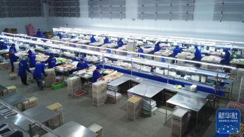 今日头条丹东草莓大棚