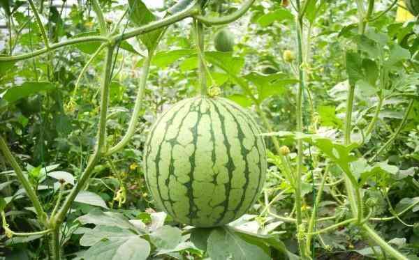 爱拍照的玉老师瓜条,玉老师镜头下的瓜条世界