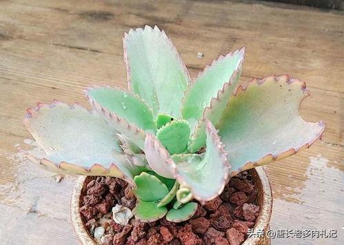 落地生根头条,聚焦本土发展，探索乡村振兴新路径