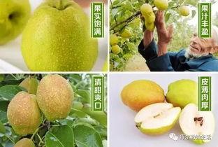 库尔勒棉麻吃瓜,探寻新疆棉都的甜蜜秘密