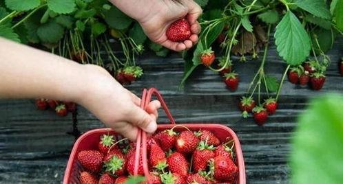 草莓果农与上海健身网红,草莓果农与上海健身网红的跨界合作之旅